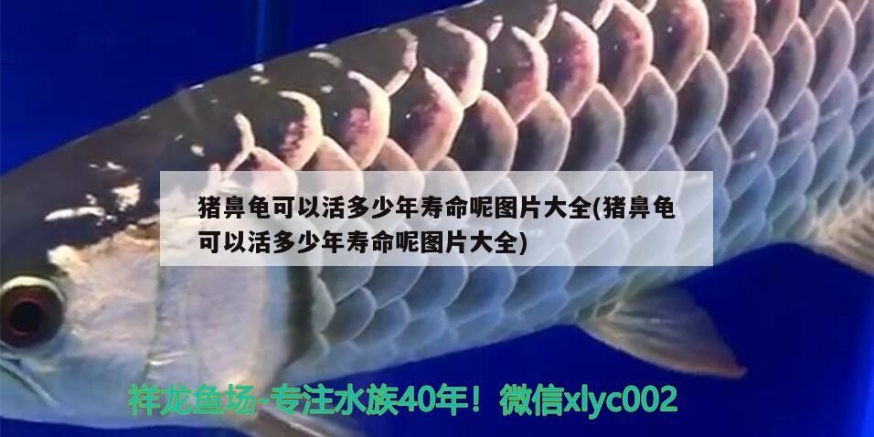 豬鼻龜可以活多少年壽命呢圖片大全(豬鼻龜可以活多少年壽命呢圖片大全)