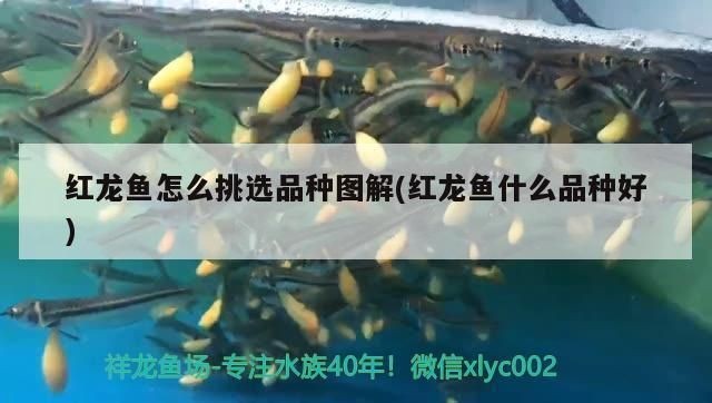 紅龍魚怎么挑選好的：如何挑選紅龍魚