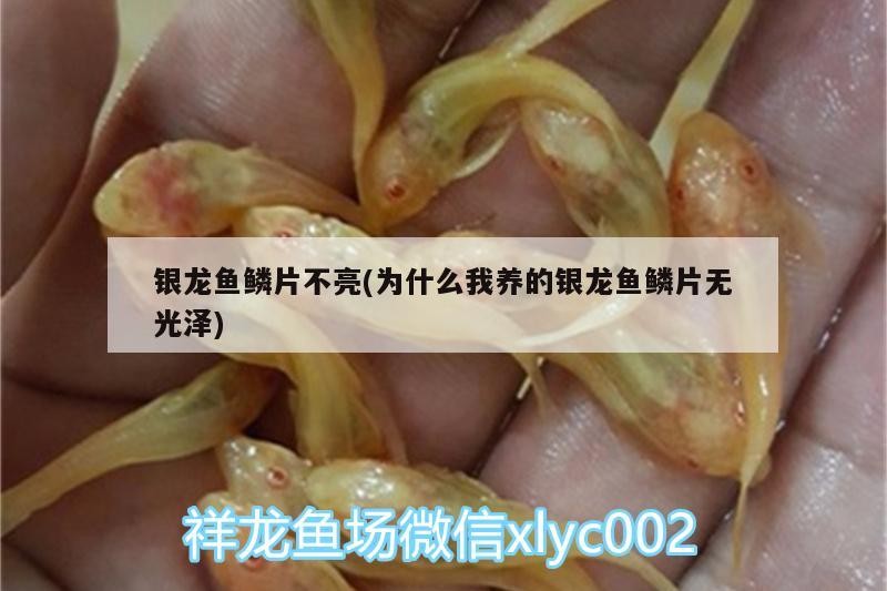 銀龍魚鱗片不亮(為什么我養(yǎng)的銀龍魚鱗片無光澤)
