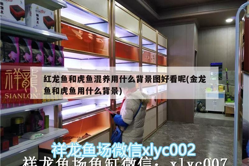紅龍魚和虎魚混養用什么背景圖好看呢(金龍魚和虎魚用什么背景)