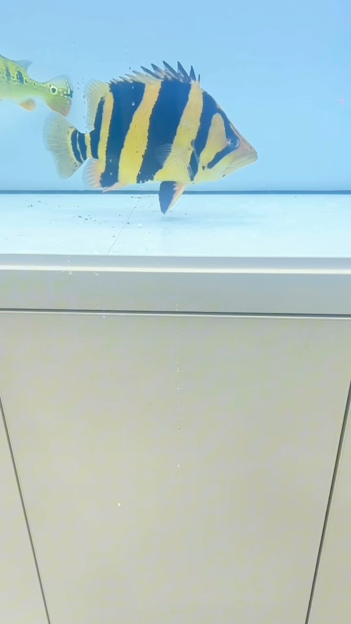 極品純泰！比黃金還黃