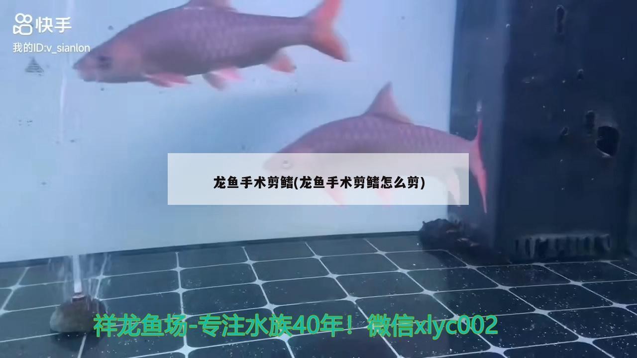龍魚手術剪鰭(龍魚手術剪鰭怎么剪)