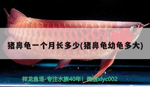 豬鼻龜一個月長多少(豬鼻龜幼龜多大)
