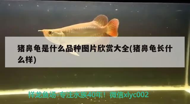 龍魚(yú)干蝦有營(yíng)養(yǎng)嗎 豬鼻龜是什么品種圖片欣賞大全(豬鼻龜長(zhǎng)什么樣) 豬鼻龜百科 豬鼻龜是什么品種圖片欣賞大全(豬鼻龜長(zhǎng)什么樣) 豬鼻龜是什么品種圖片欣賞大全(豬鼻龜長(zhǎng)什么樣) 豬鼻龜百科