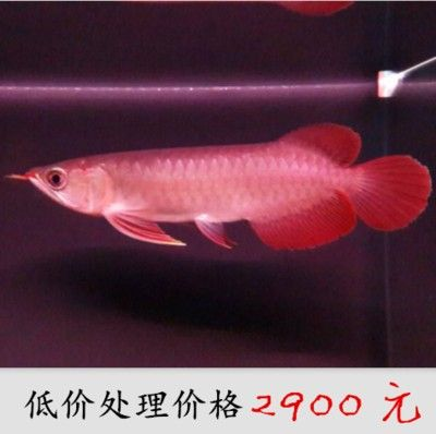 龍魚多少度水溫適合養魚苗