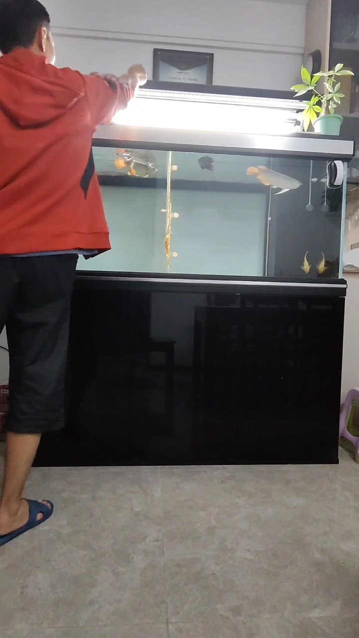 圈選金龍打卡