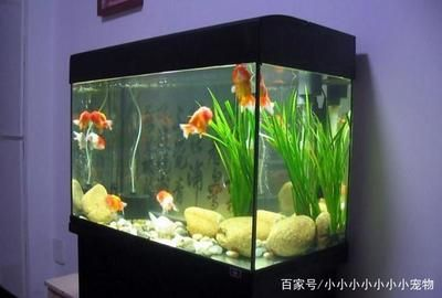 大型魚缸適合養什么魚：大型魚缸養護技巧