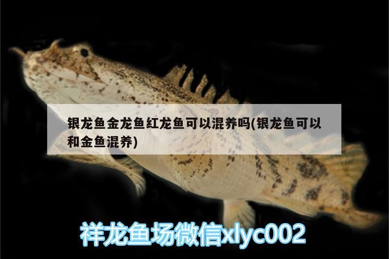 銀龍魚金龍魚紅龍魚可以混養嗎(銀龍魚可以和金魚混養)