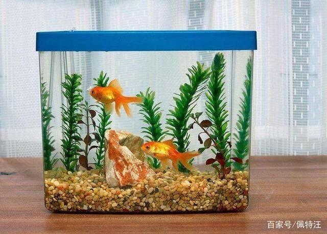 補(bǔ)魚缸玻璃膠多久能干：補(bǔ)魚缸玻璃膠后，至少需要等待多久才能讓魚缸接觸水 補(bǔ)魚缸玻璃膠多久能干：補(bǔ)魚缸玻璃膠后，至少需要等待多久才能讓魚缸接觸水 魚缸百科 第3張