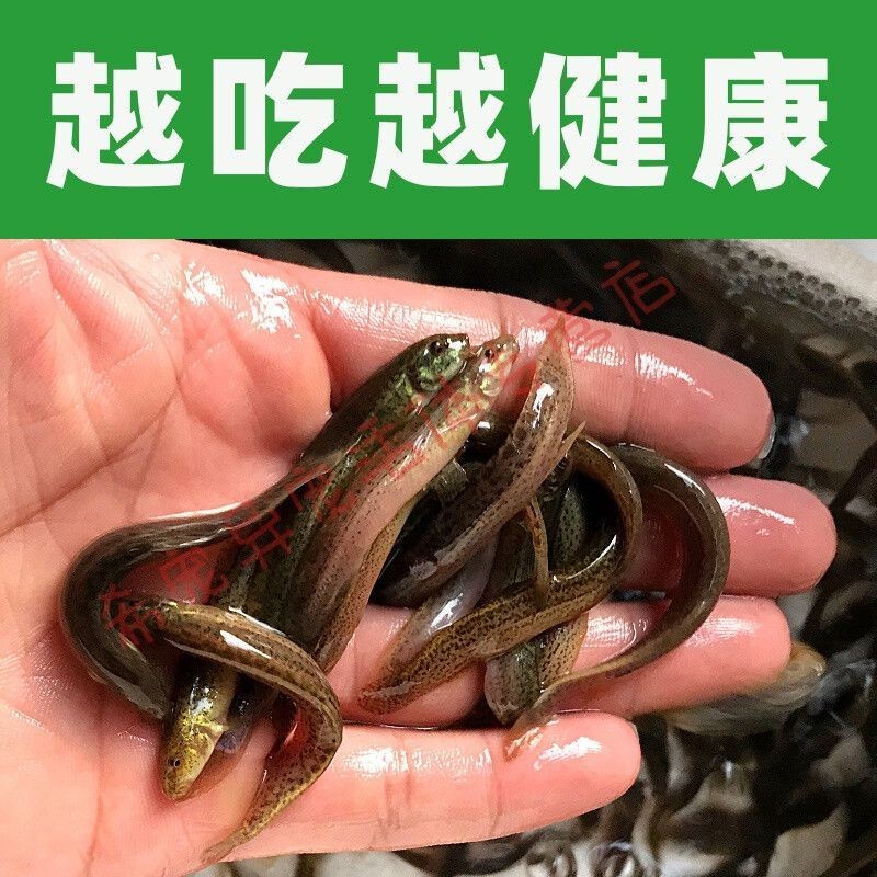 龍魚吃大泥鰍好還是小泥鰍好