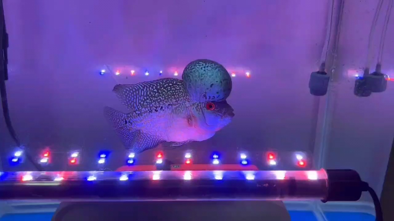 無文案！