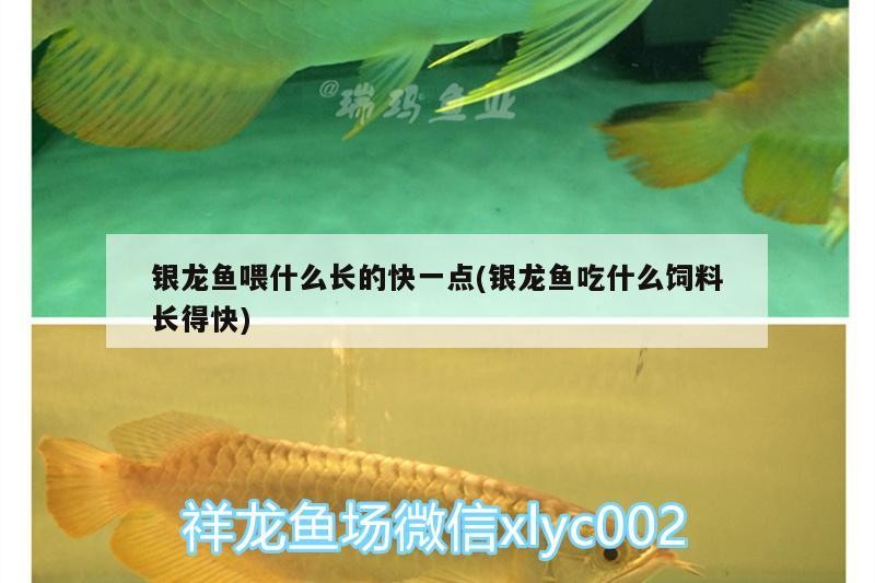 銀龍魚(yú)喂什么長(zhǎng)的快一點(diǎn)(銀龍魚(yú)吃什么飼料長(zhǎng)得快)