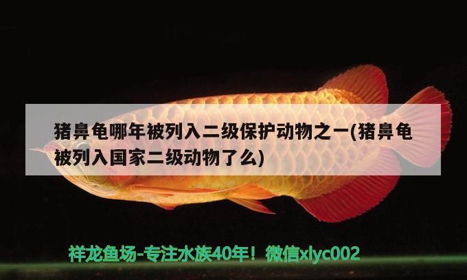 豬鼻龜哪年被列入二級保護動物之一(豬鼻龜被列入國家二級動物了么) 豬鼻龜哪年被列入二級保護動物之一(豬鼻龜被列入國家二級動物了么) 豬鼻龜百科