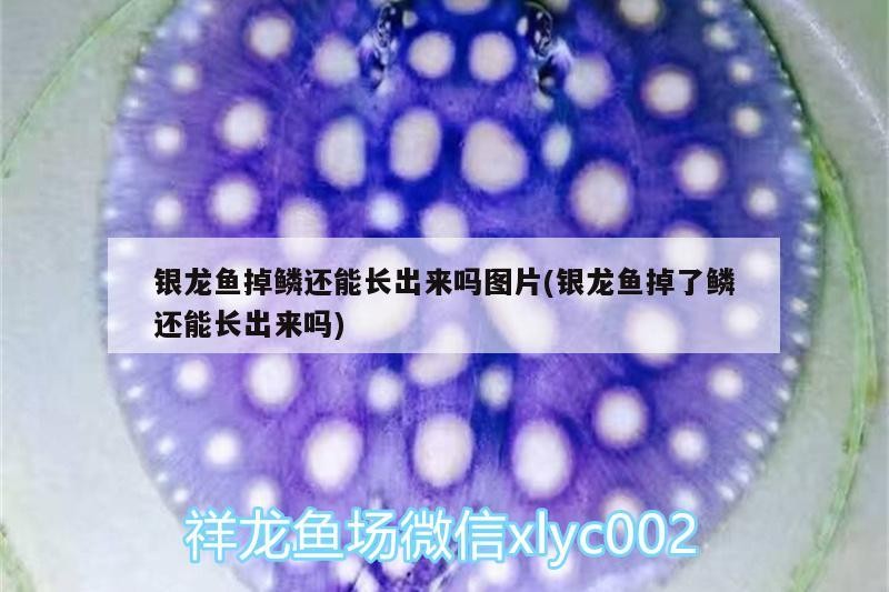 銀龍魚(yú)掉鱗還能長(zhǎng)出來(lái)嗎圖片(銀龍魚(yú)掉了鱗還能長(zhǎng)出來(lái)嗎)