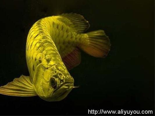 龍魚大概多少錢一條