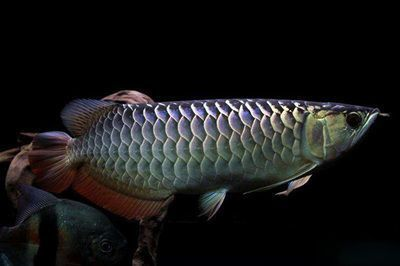龍魚大概多少錢一條