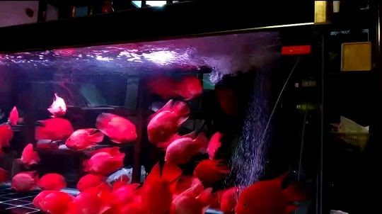 強勁水流虎魚圈