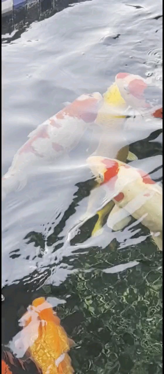 閃麟紅白 長了個黑斑