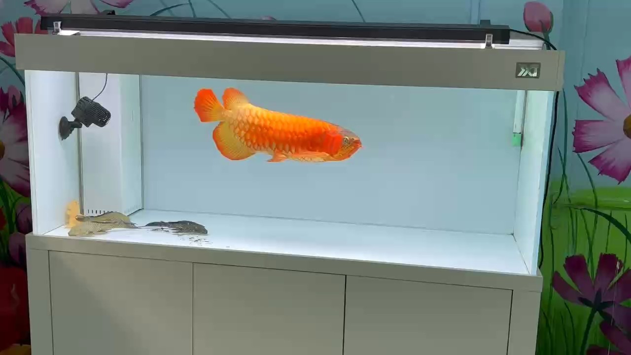 吸粉吸粉