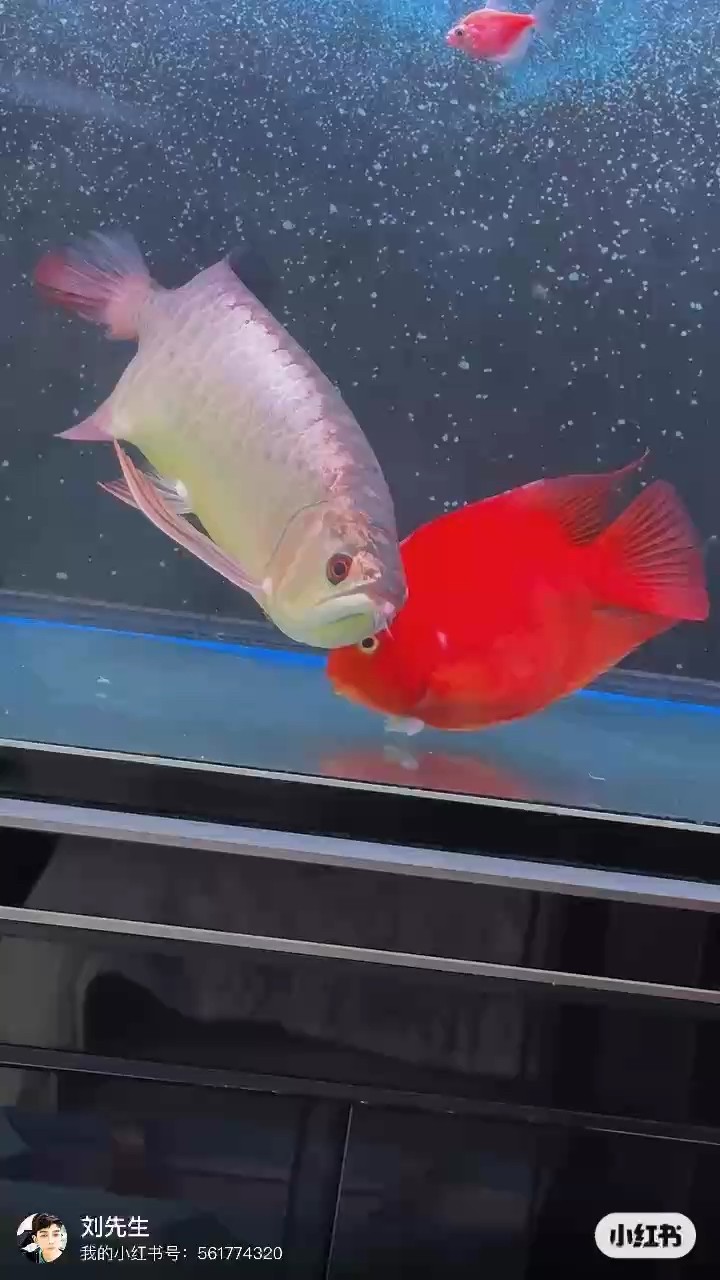你好