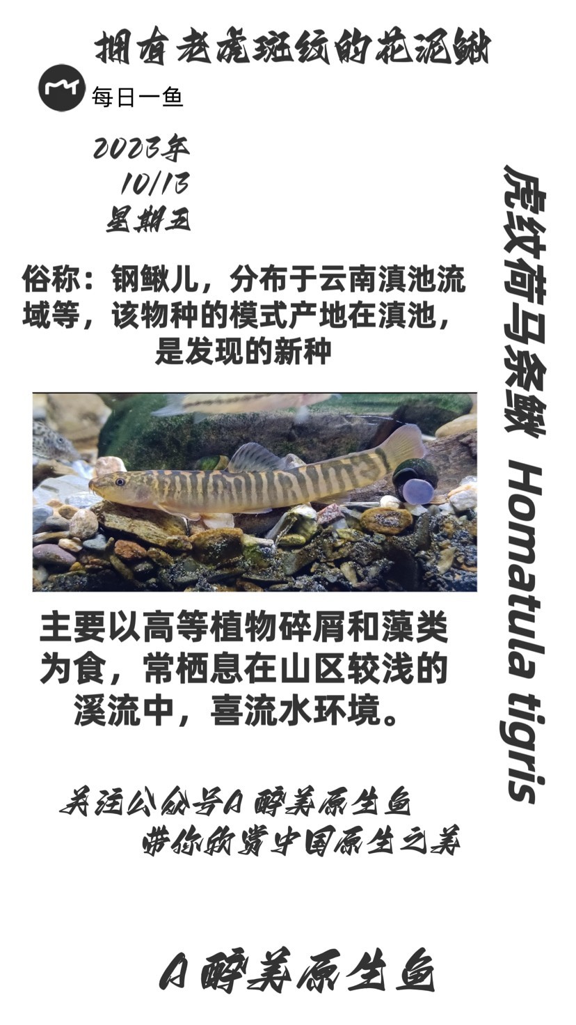 虎紋荷馬條鰍 虎紋荷馬條鰍 龍魚(yú)論壇