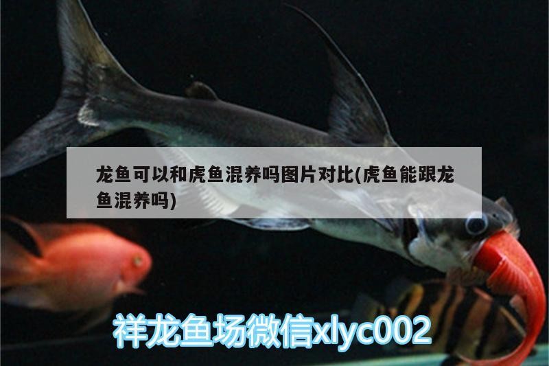 龍魚可以和虎魚混養嗎圖片對比(虎魚能跟龍魚混養嗎)