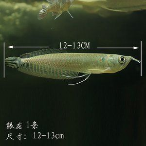 招財(cái)金龍魚(yú)的寓意是什么