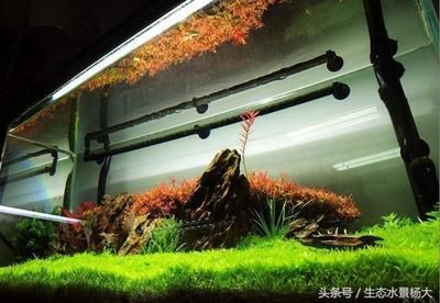 大魚(yú)缸放什么水草好看：適合種植在大魚(yú)缸中的幾種水草