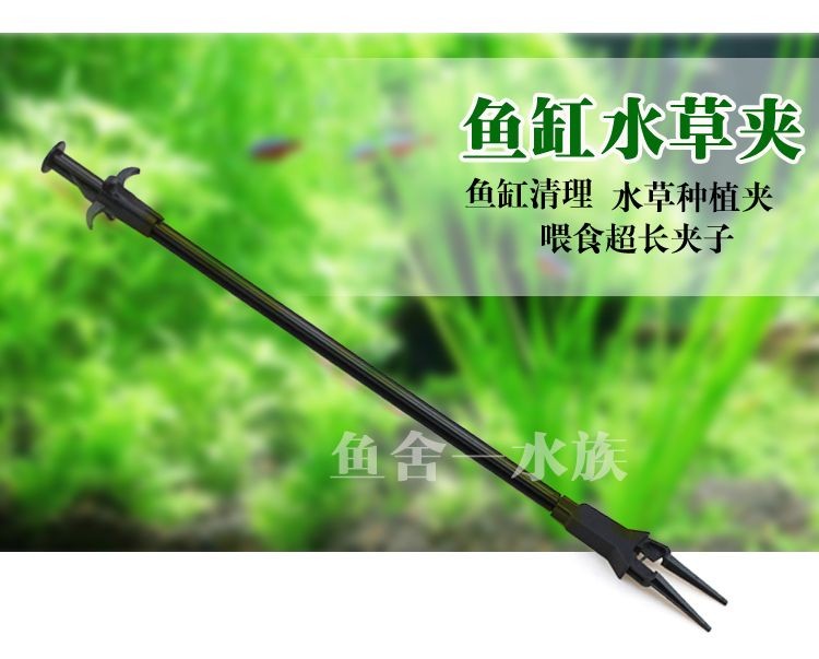 大魚(yú)缸放什么水草好看：適合種植在大魚(yú)缸中的幾種水草