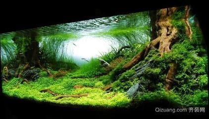 大魚(yú)缸放什么水草好看：適合種植在大魚(yú)缸中的幾種水草