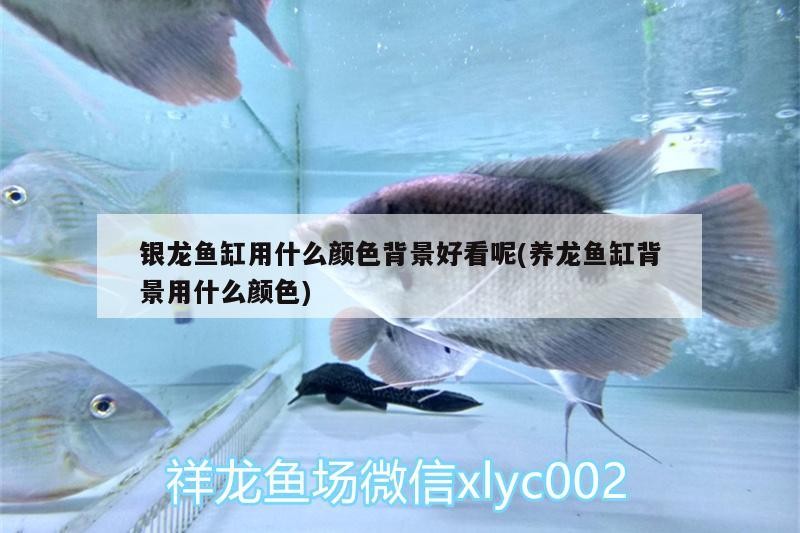 銀龍魚缸用什么顏色背景好看呢(養龍魚缸背景用什么顏色) 銀龍魚缸用什么顏色背景好看呢(養龍魚缸背景用什么顏色) 銀龍魚百科