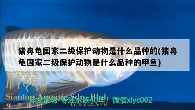 豬鼻龜國家二級保護動物是什么品種的(豬鼻龜國家二級保護動物是什么品種的甲魚)