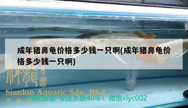 成年豬鼻龜價(jià)格多少錢一只啊(成年豬鼻龜價(jià)格多少錢一只啊)