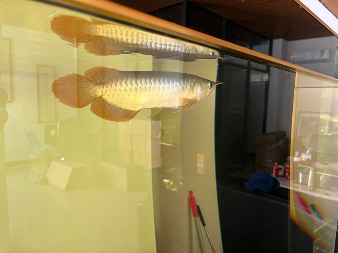龍魚腹水抽水需要多少人，龍魚腹水抽水后如何護理，魚腹水抽水后如何護理？
