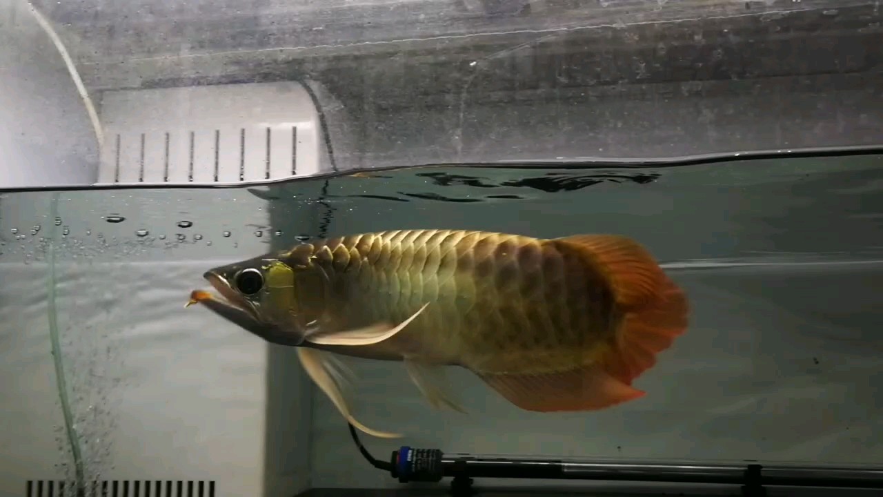 偃月刀