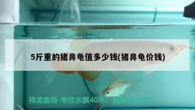 5斤重的豬鼻龜值多少錢(豬鼻龜價錢)
