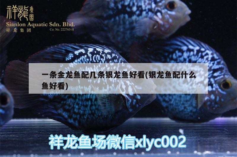 一條金龍魚配幾條銀龍魚好看(銀龍魚配什么魚好看)