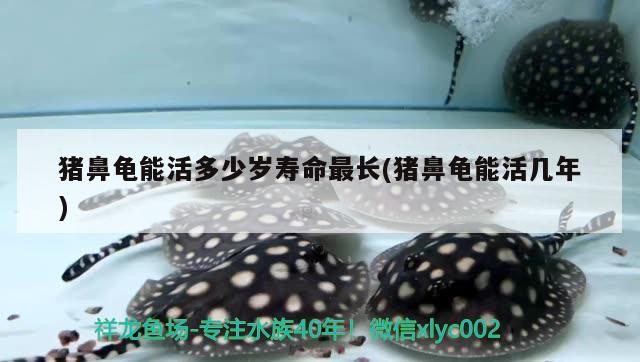 豬鼻龜能活多少歲壽命最長(豬鼻龜能活幾年)