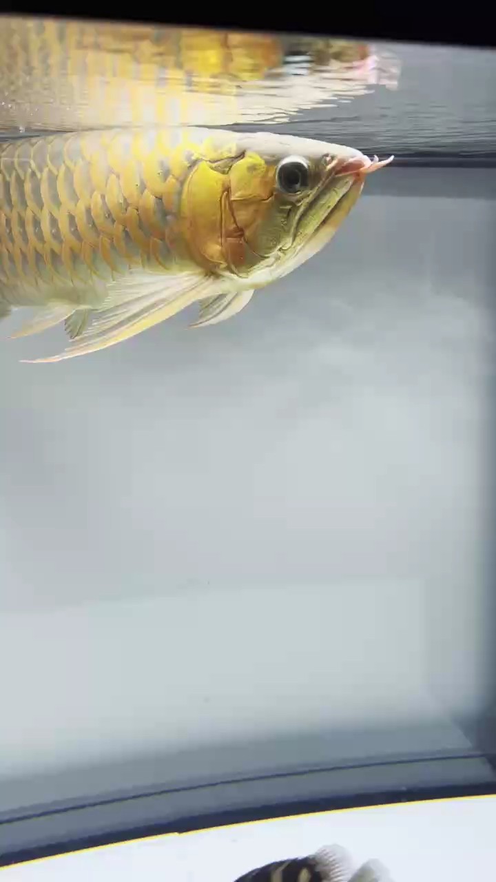 入手人生第一條紅龍紀念一下
