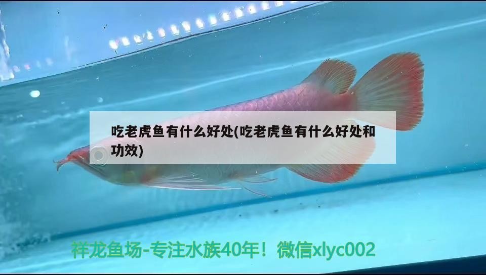 吃老虎魚有什么好處(吃老虎魚有什么好處和功效)
