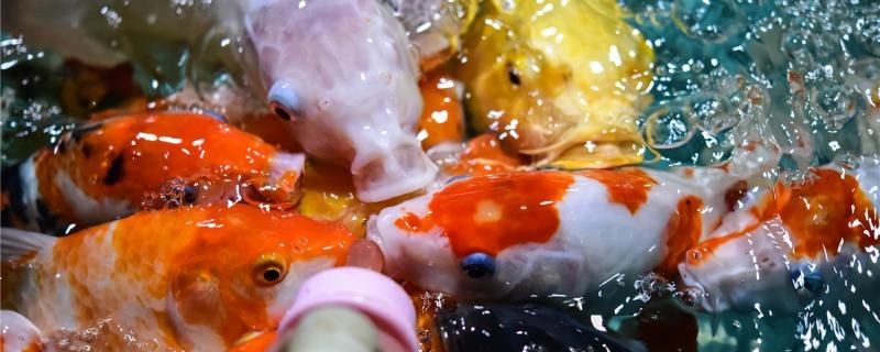 魚身上魚鱗出血怎么辦為什么會出血