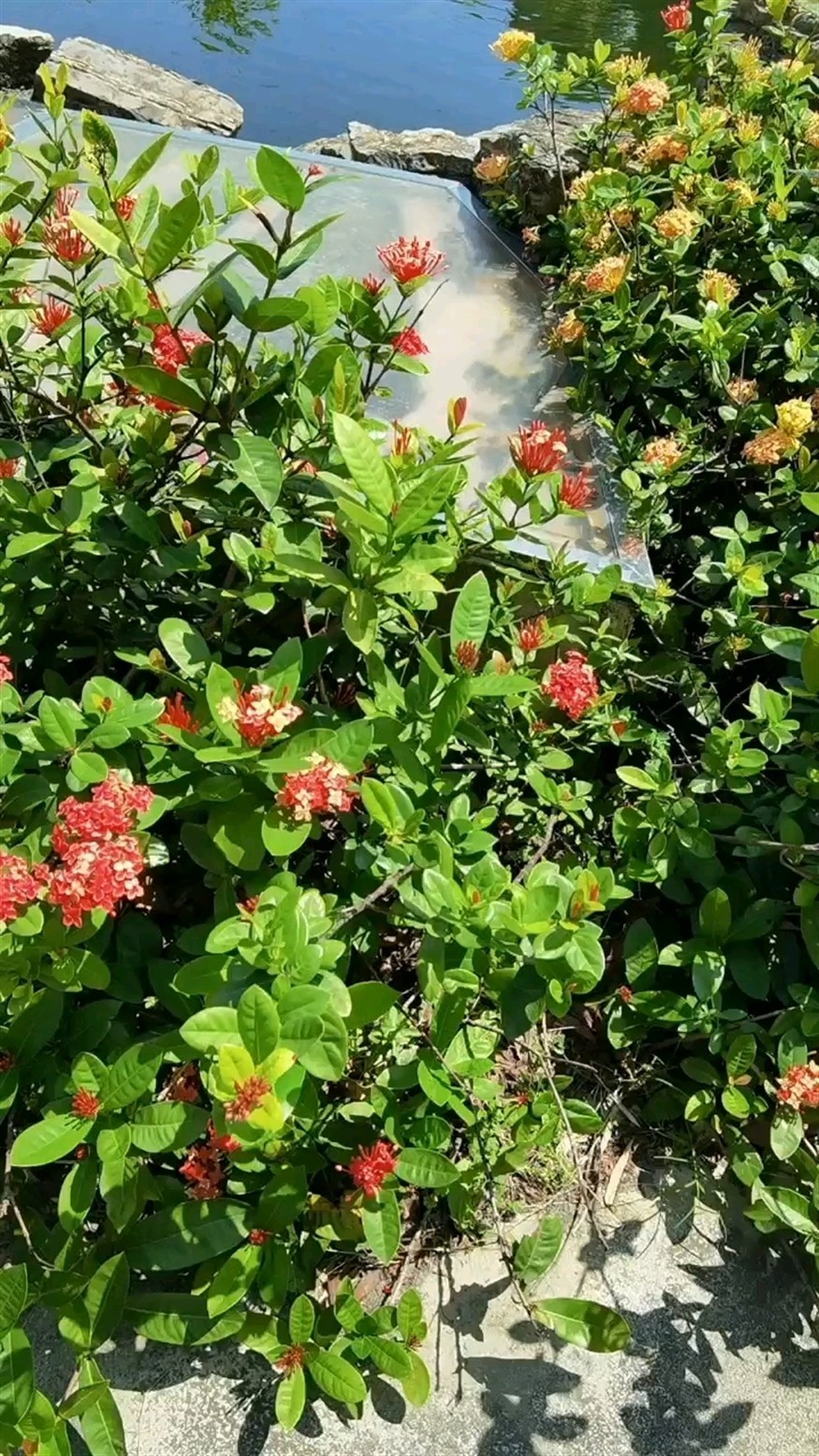 太陽當空照，花兒對我笑。