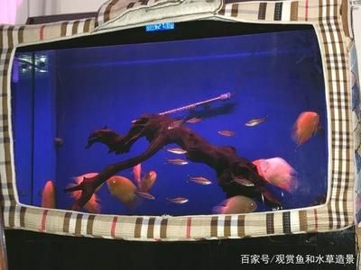 1米8魚缸一個(gè)月用多少電：1米8魚缸一個(gè)月用多少電耗電量受到多種因素影響