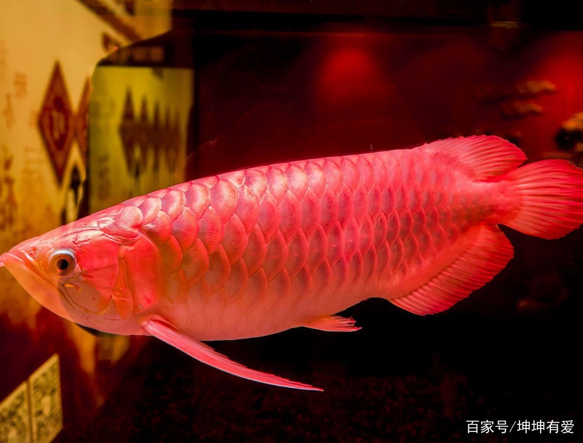 小紅龍魚飼養(yǎng)技巧：小紅龍魚最佳飼料選擇，紅龍魚缸內(nèi)裝飾品推薦