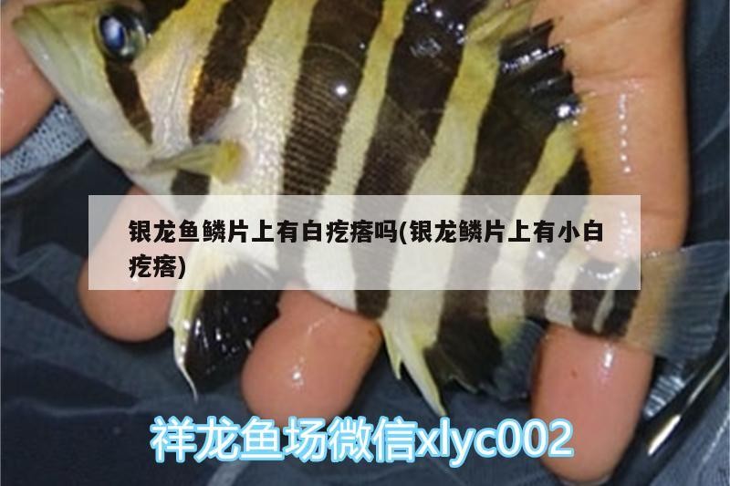 銀龍魚鱗片上有白疙瘩嗎(銀龍鱗片上有小白疙瘩)