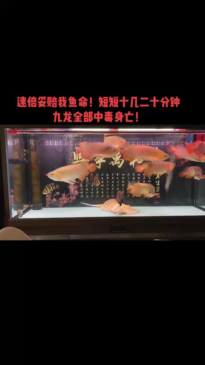 速倍妥還我魚命