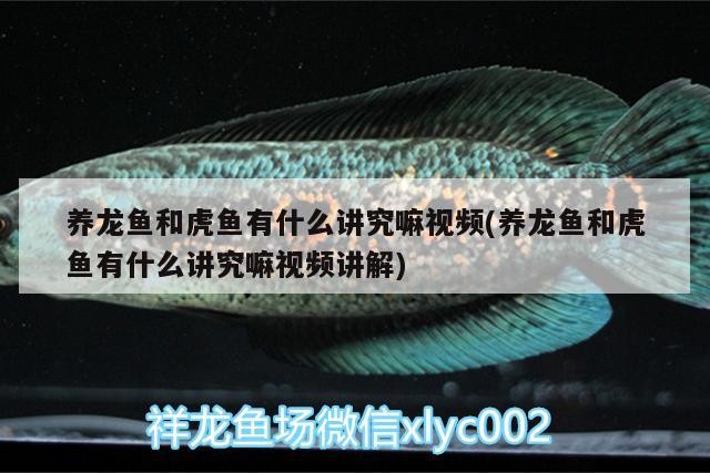 養龍魚和虎魚有什么講究嘛視頻(養龍魚和虎魚有什么講究嘛視頻講解)