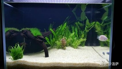 太原市尖草坪區魚公館水族店（太原觀賞魚）