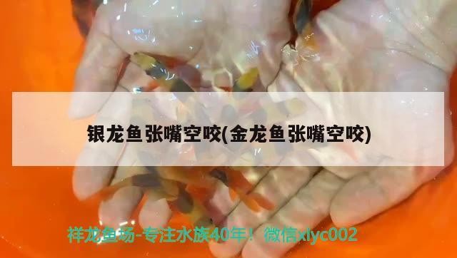 蝦虎魚有知道的嗎？可以和三湖混養嗎？翻沙怎么樣？ 蝦虎魚有知道的嗎？可以和三湖混養嗎？翻沙怎么樣？ 虎魚百科