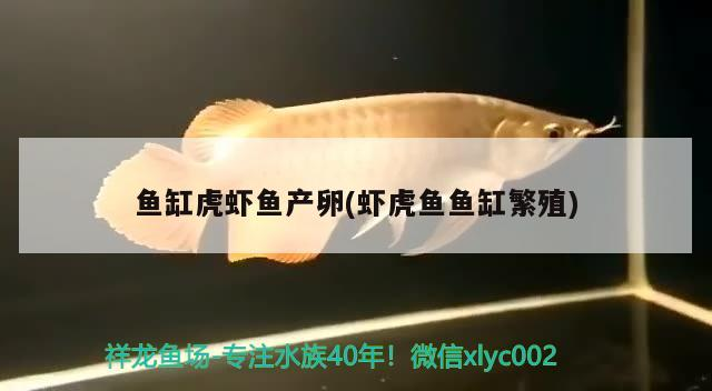魚缸虎蝦魚產卵(蝦虎魚魚缸繁殖)